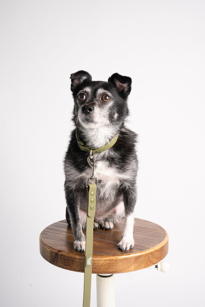 Weatherproof Dog Leash - The Happy Floof
