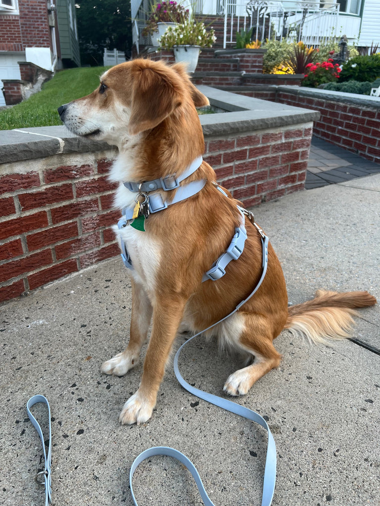 Ultimate Walk Set - The Happy Floof