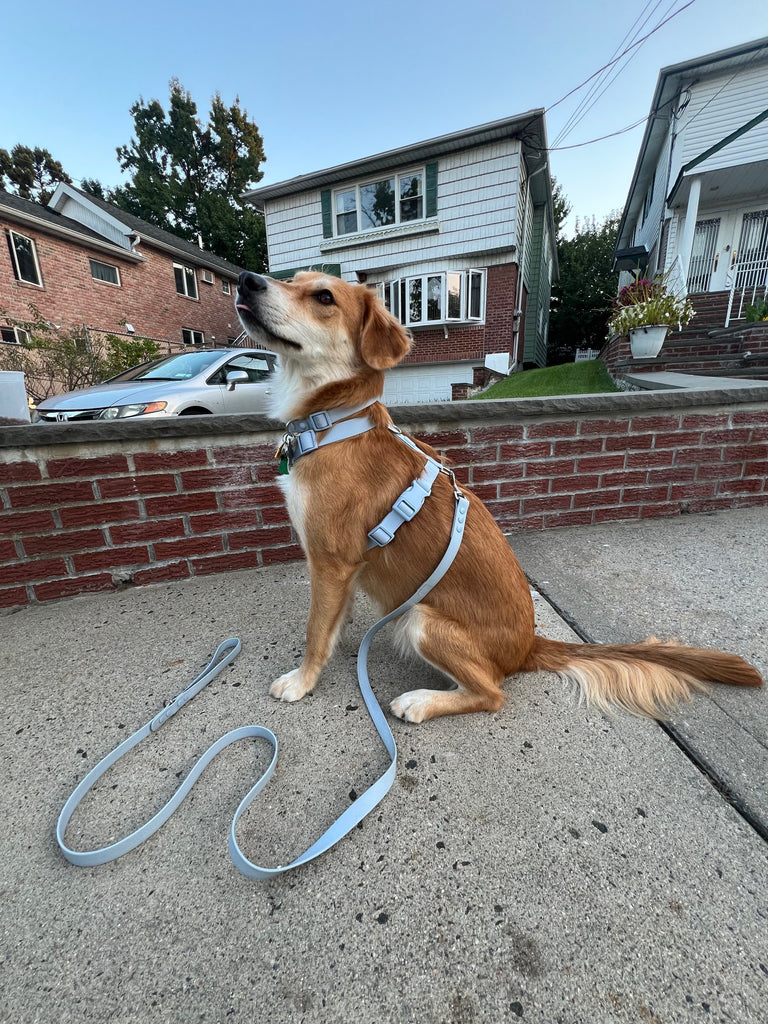 Ultimate Walk Set - The Happy Floof