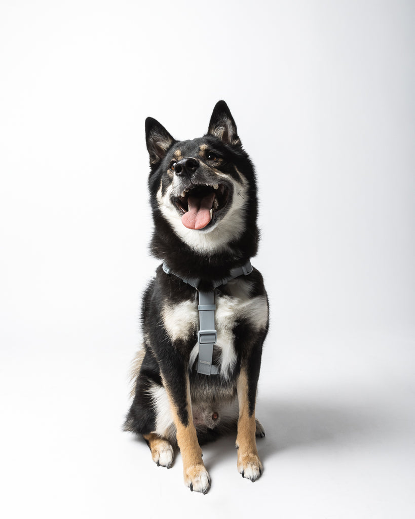 Weatherproof Dog Harness - The Happy Floof