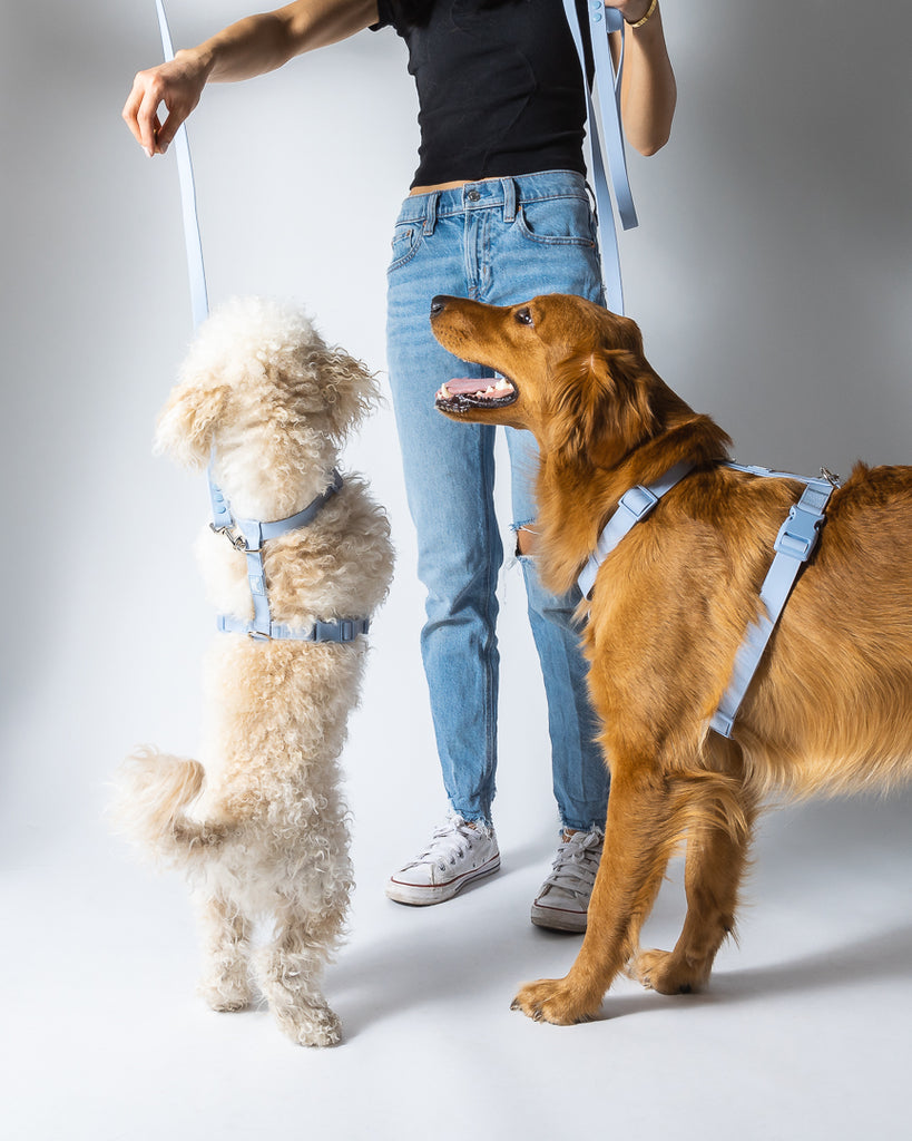 Weatherproof Dog Harness - The Happy Floof