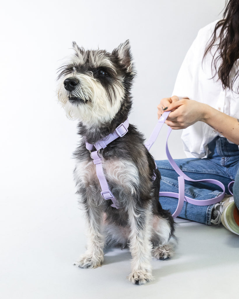 Weatherproof Dog Harness - The Happy Floof