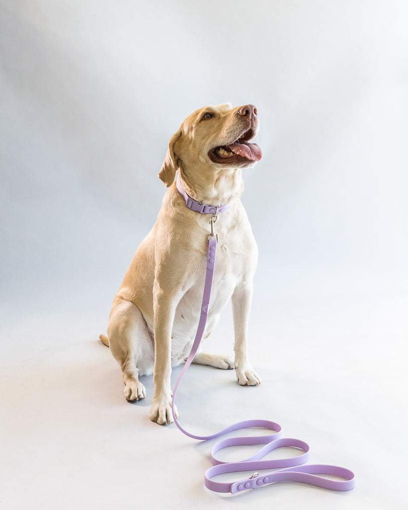 Weatherproof Dog Leash - The Happy Floof